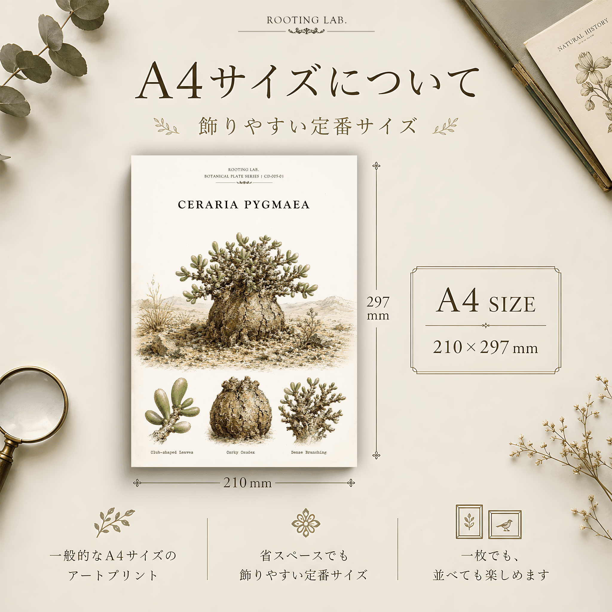 ケラリア ピグマエア｜A4ポスター｜塊根植物の図鑑風イラスト 自然史アート | 2枚目