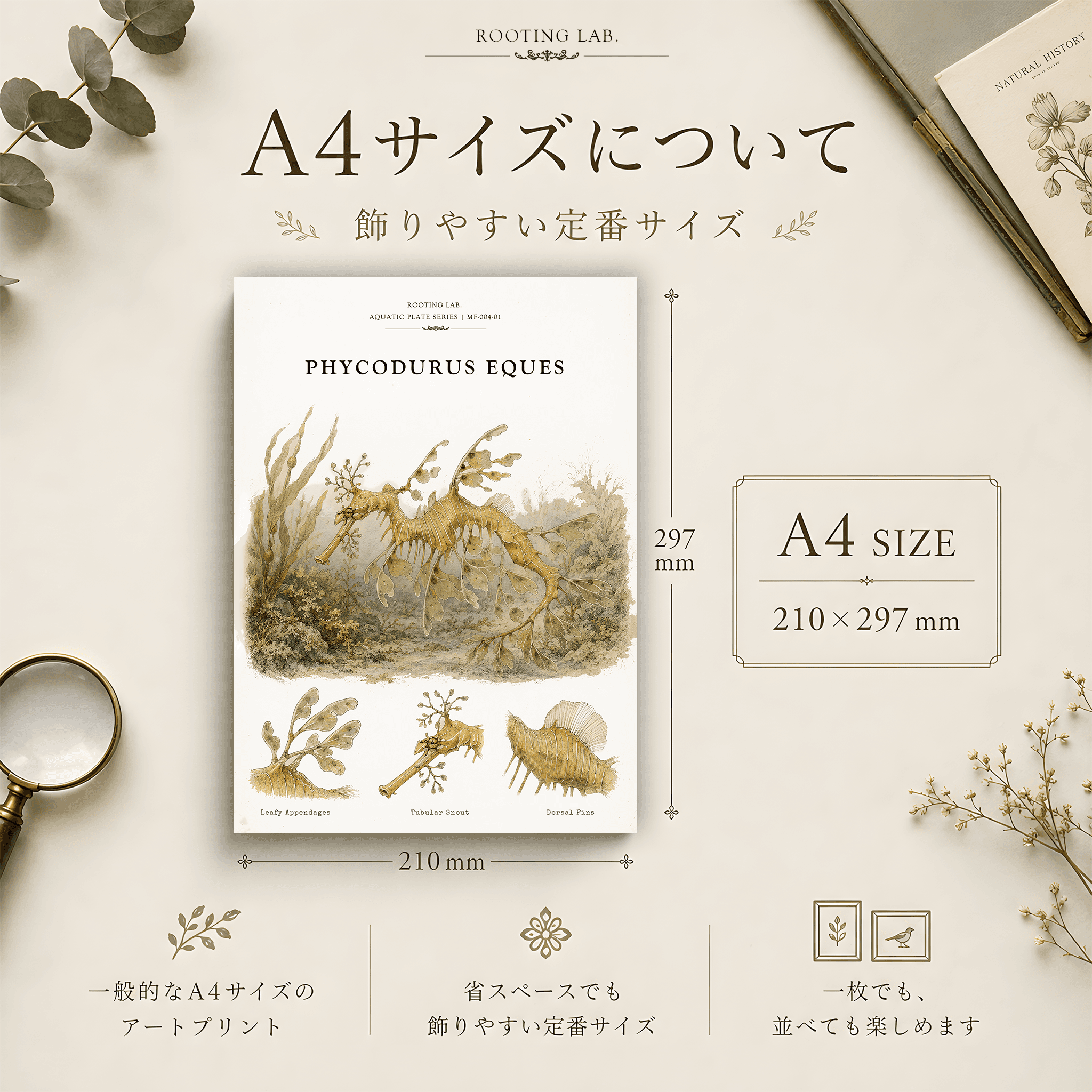 リーフィーシードラゴン｜A4ポスター｜海洋生物の図鑑風イラスト 自然史アート | 2枚目