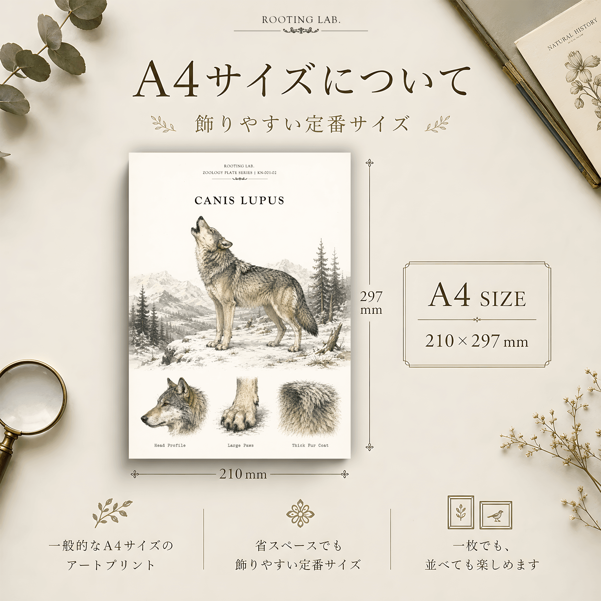オオカミ ハイイロオオカミ｜A4ポスター｜動物図鑑風イラスト 自然史アート | 2枚目