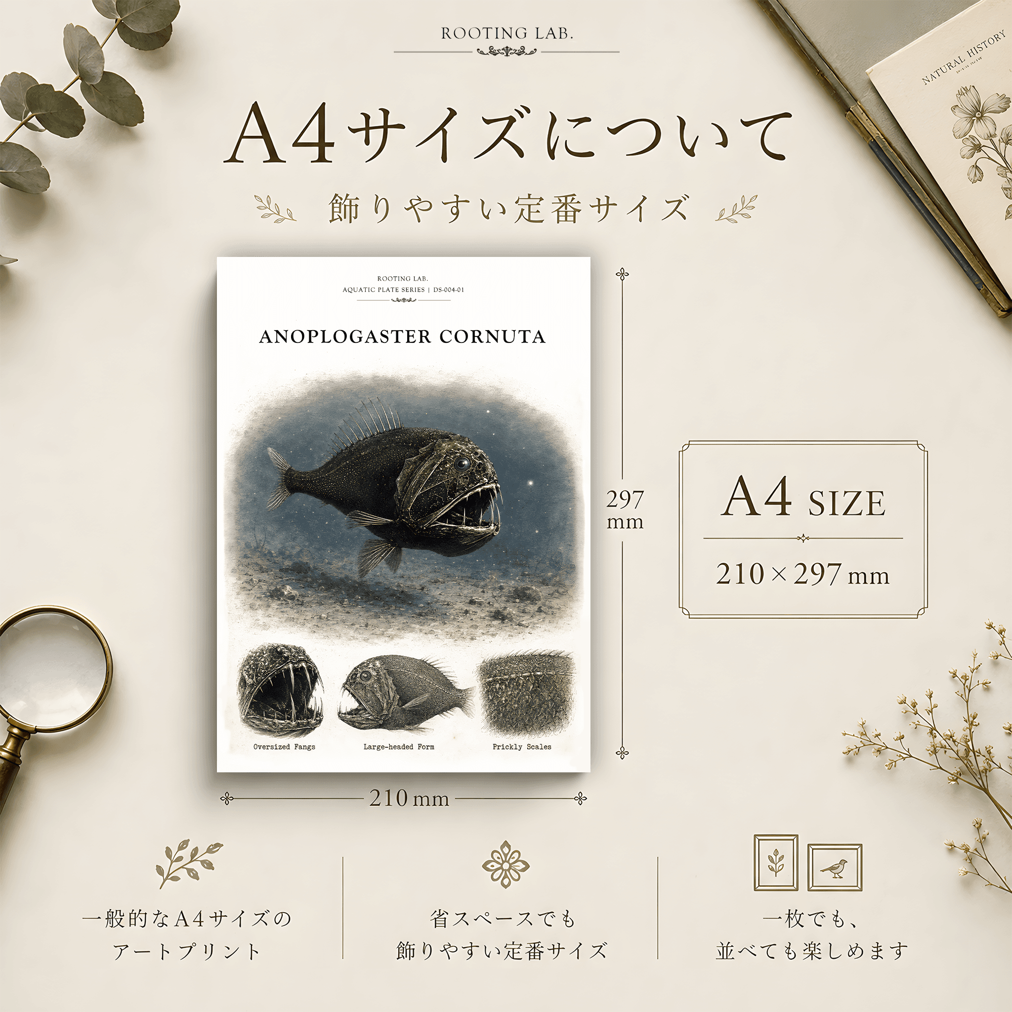 オニキンメ｜A4ポスター｜深海魚の図鑑風イラスト 自然史アート | 2枚目