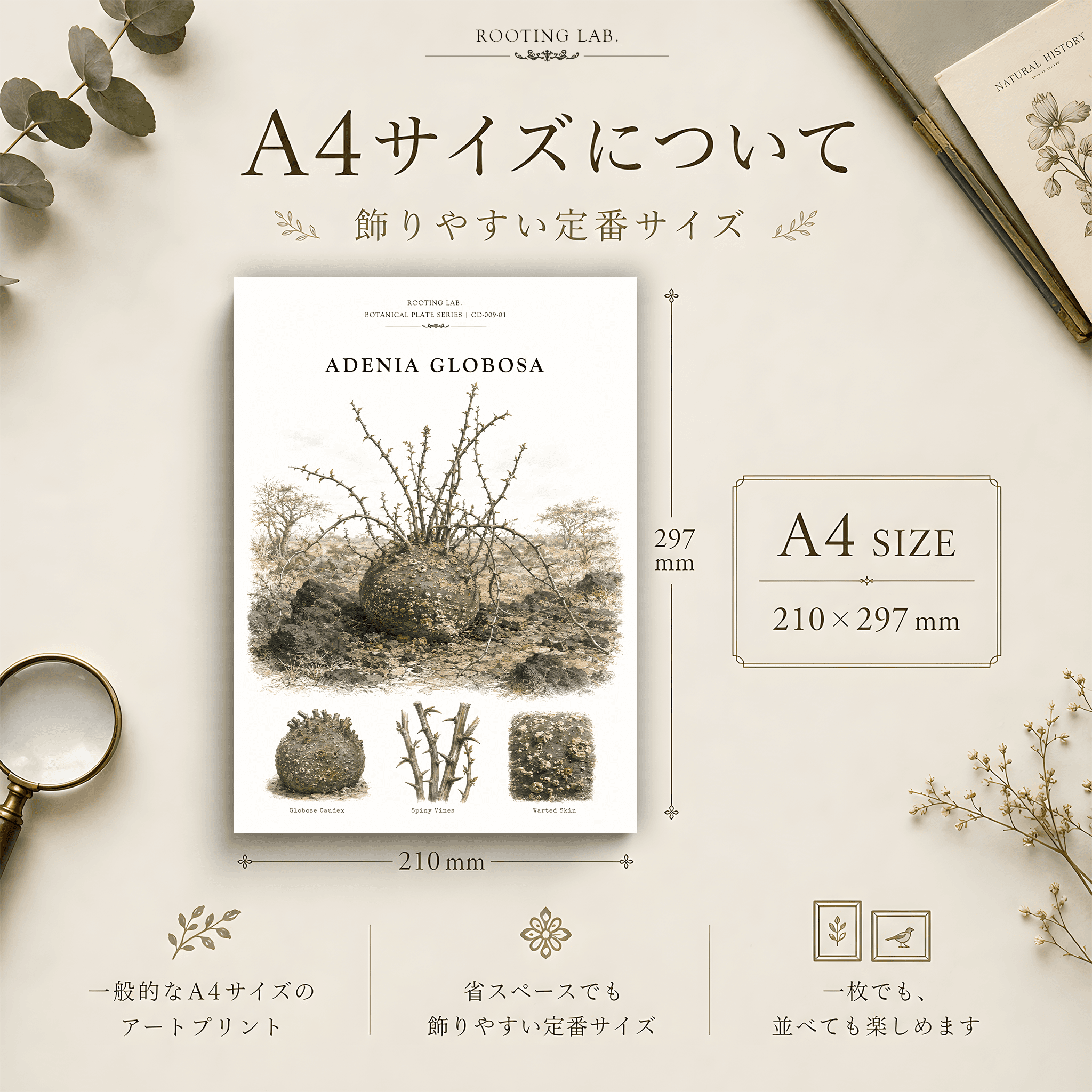 アデニア グロボーサ｜A4ポスター｜塊根植物の図鑑風イラスト 自然史アート | 2枚目