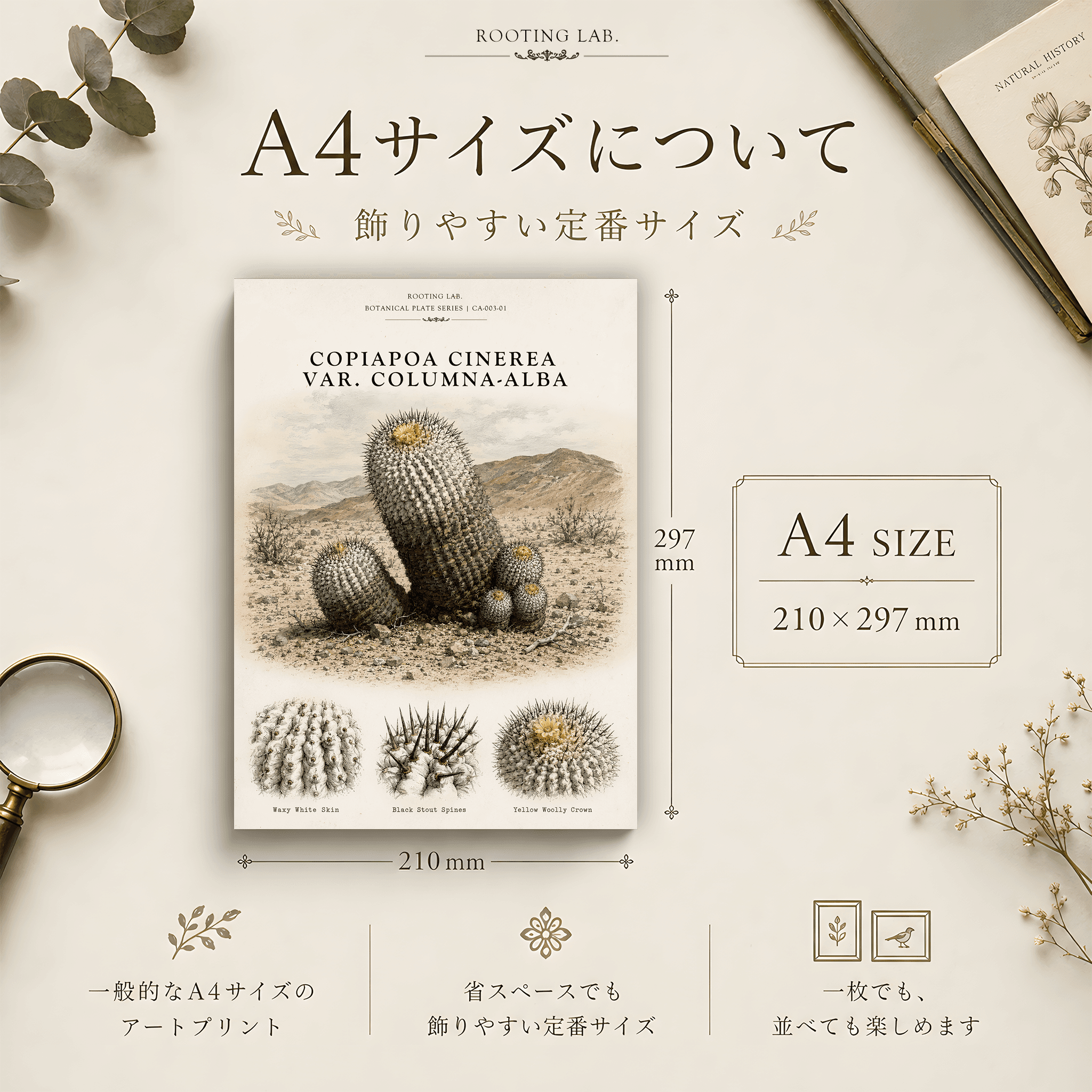 コピアポア コルムナアルバ 孤竜丸|A4ポスター|サボテン図鑑風イラスト 自然史アート | 2枚目