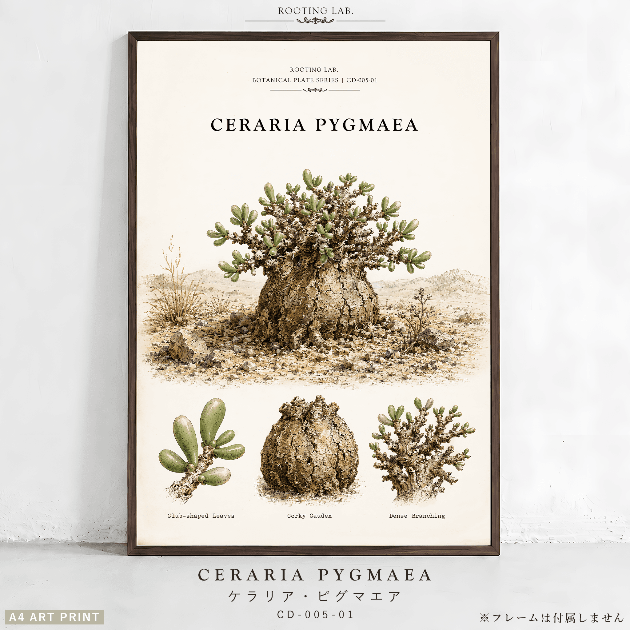 ケラリア ピグマエア|A4ポスター|塊根植物の図鑑風イラスト 自然史アート1枚目の画像