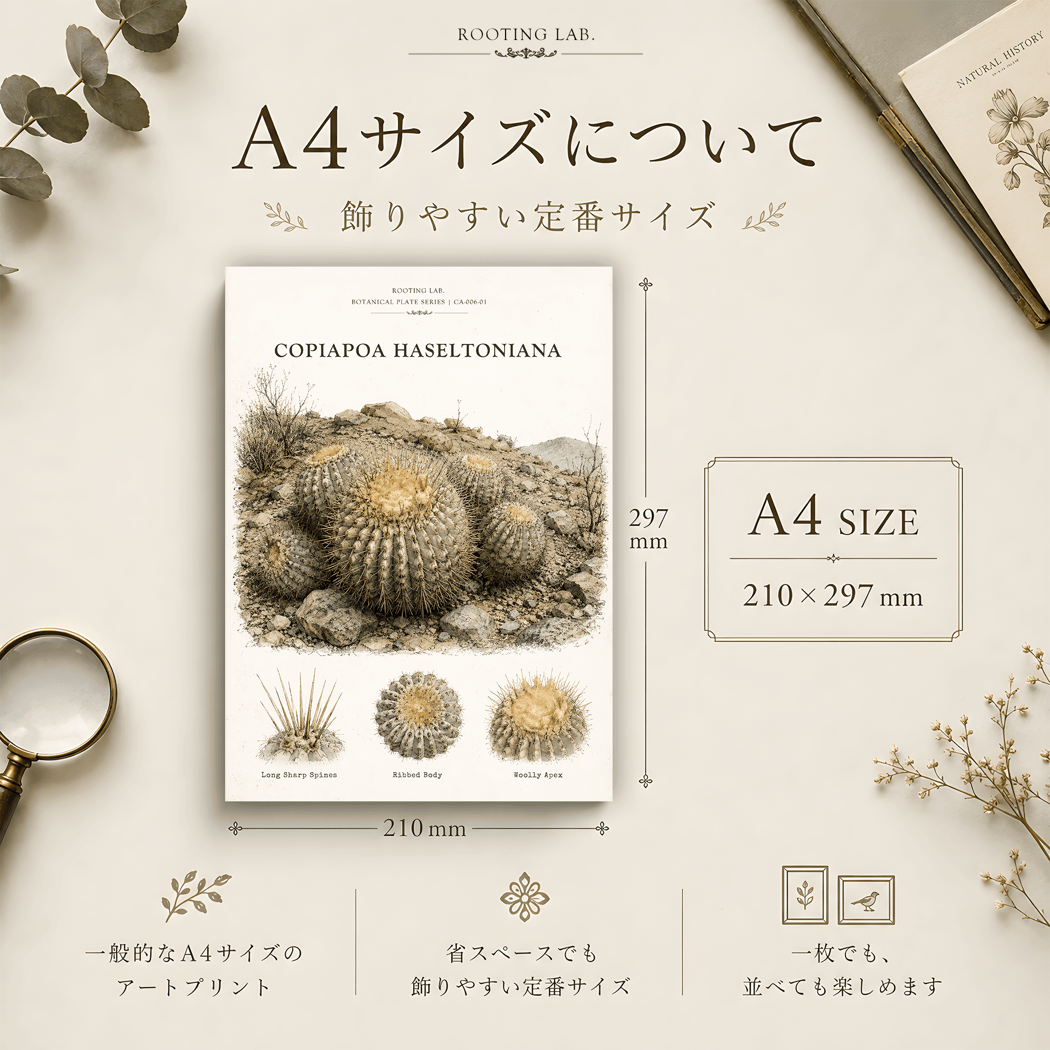 コピアポア ハセルトニアナ 逆鱗丸|A4ポスター|サボテン図鑑風イラスト 自然史アート | 2枚目