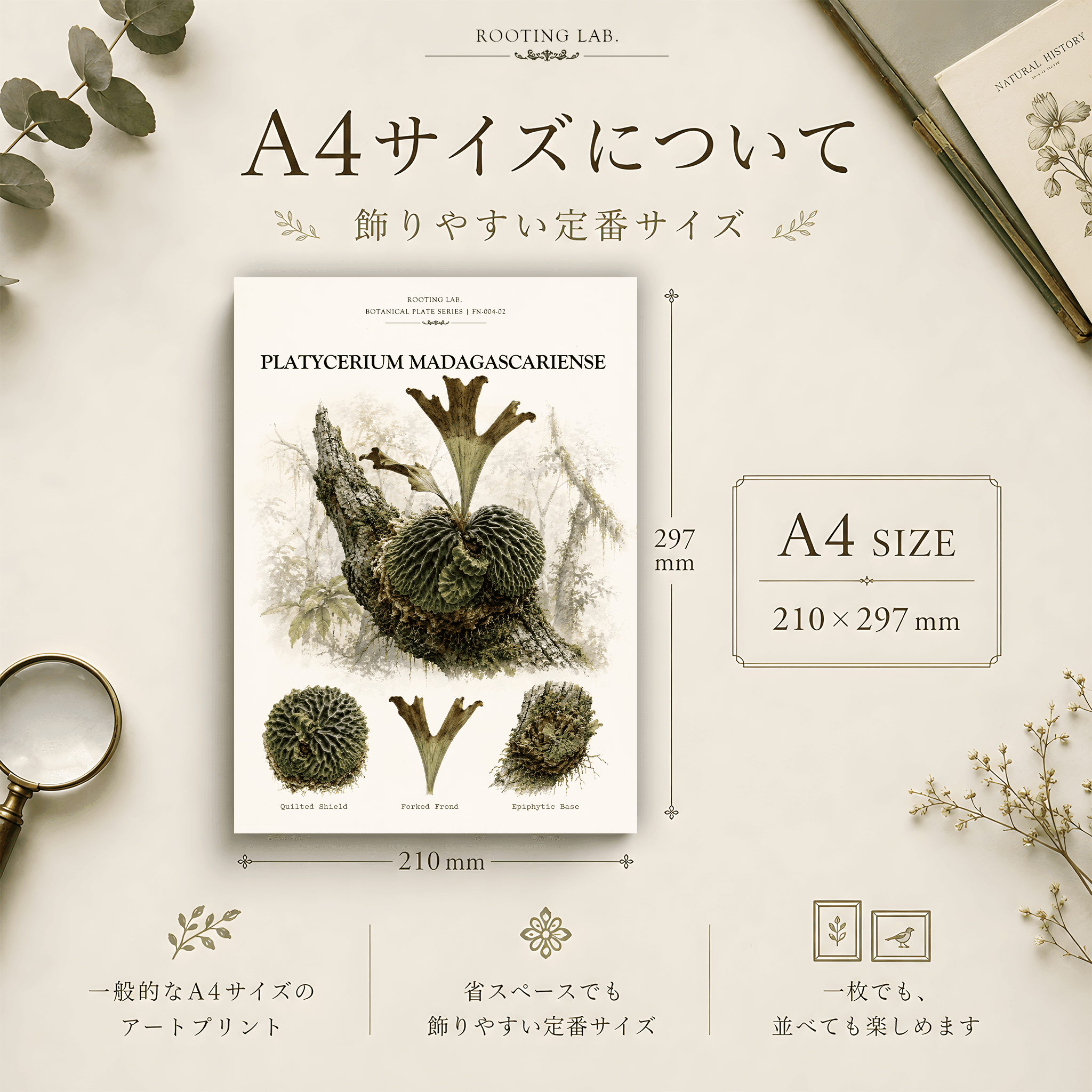 ビカクシダ マダガスカリエンセ|A4ポスター|コウモリランの図鑑風イラスト 自然史アート | 2枚目