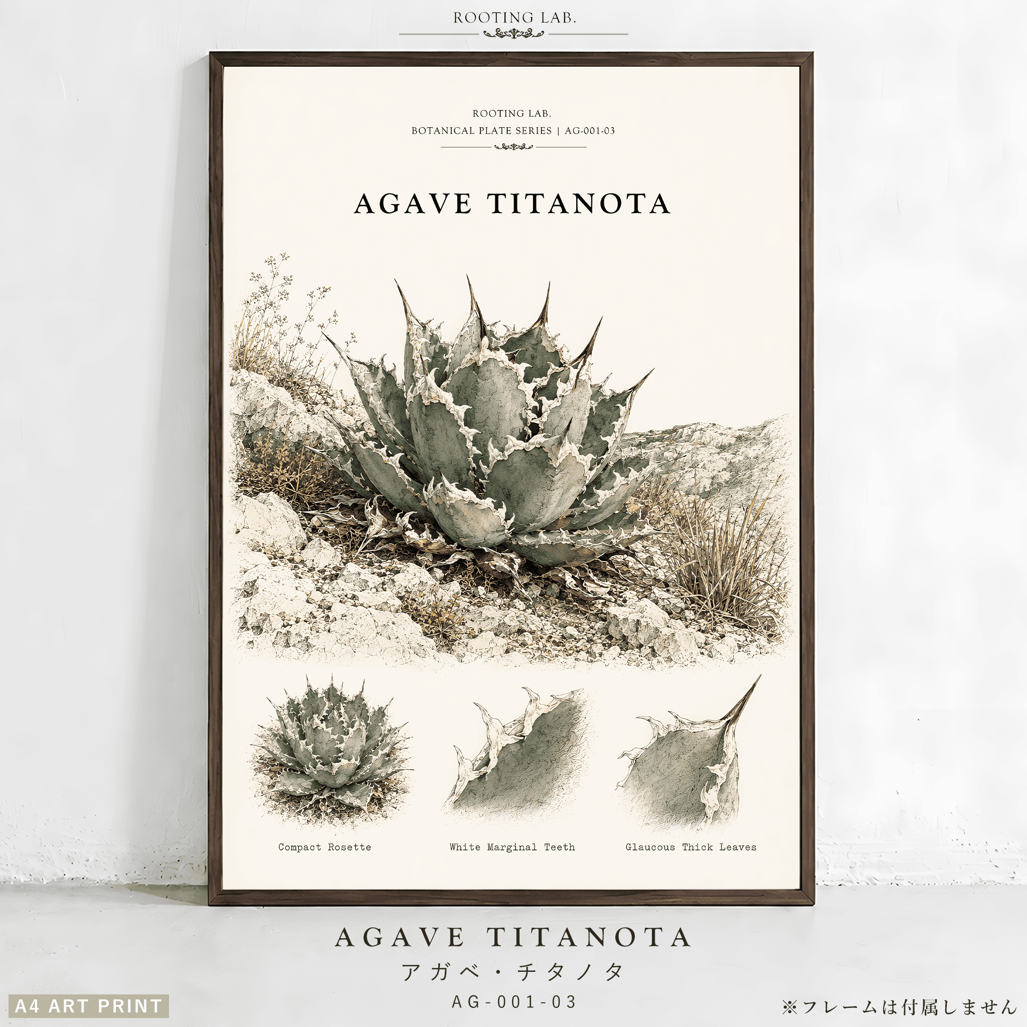 アガベ チタノタ|A4ポスター|多肉植物の図鑑風イラスト 自然史アート1枚目の画像