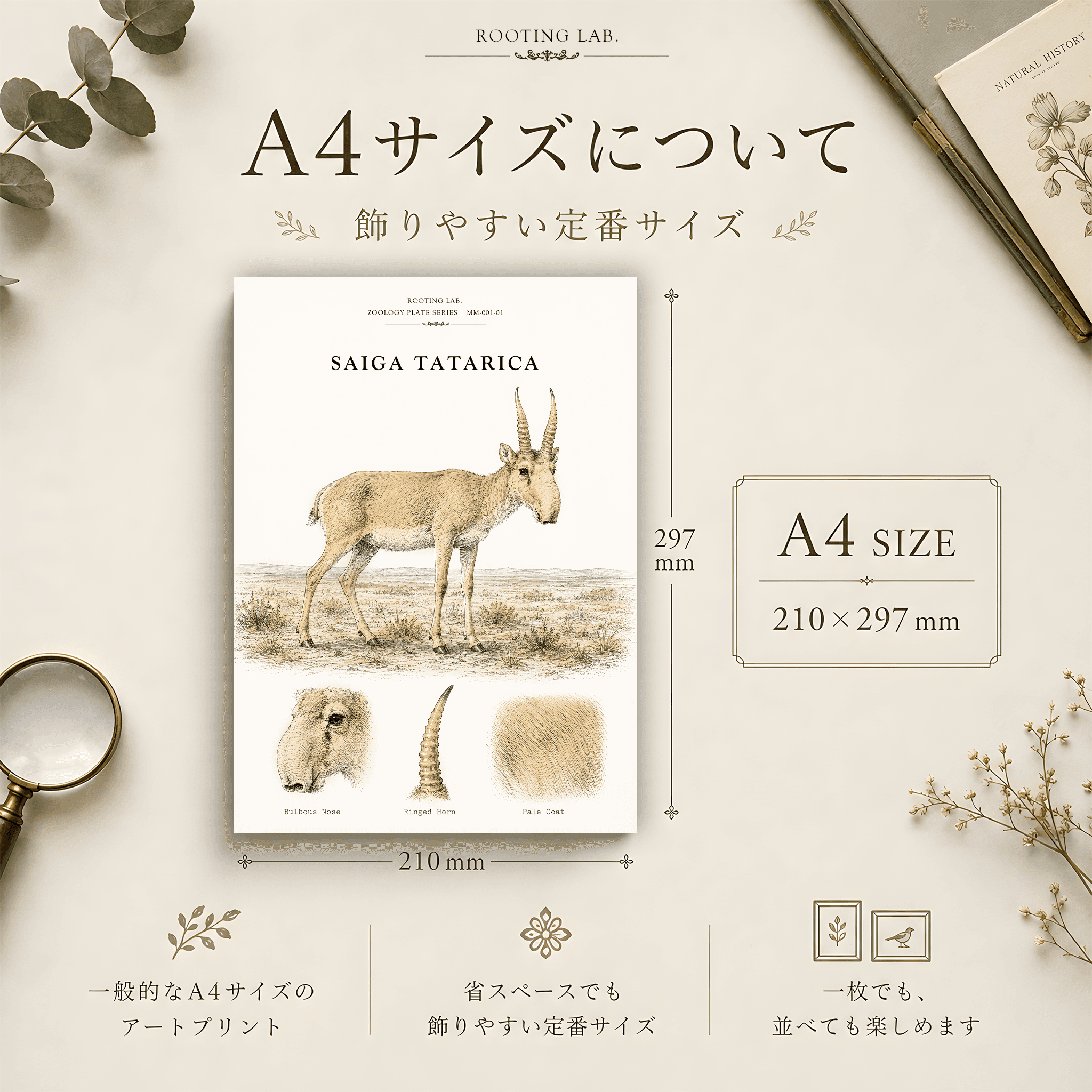 サイガ|A4ポスター|動物図鑑風イラスト 自然史アート | 2枚目