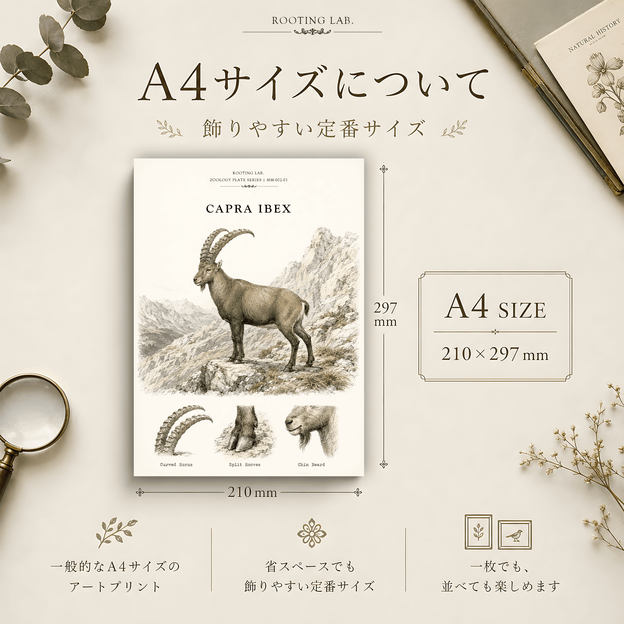 アイベックス|A4ポスター|動物図鑑風イラスト 自然史アート | 2枚目