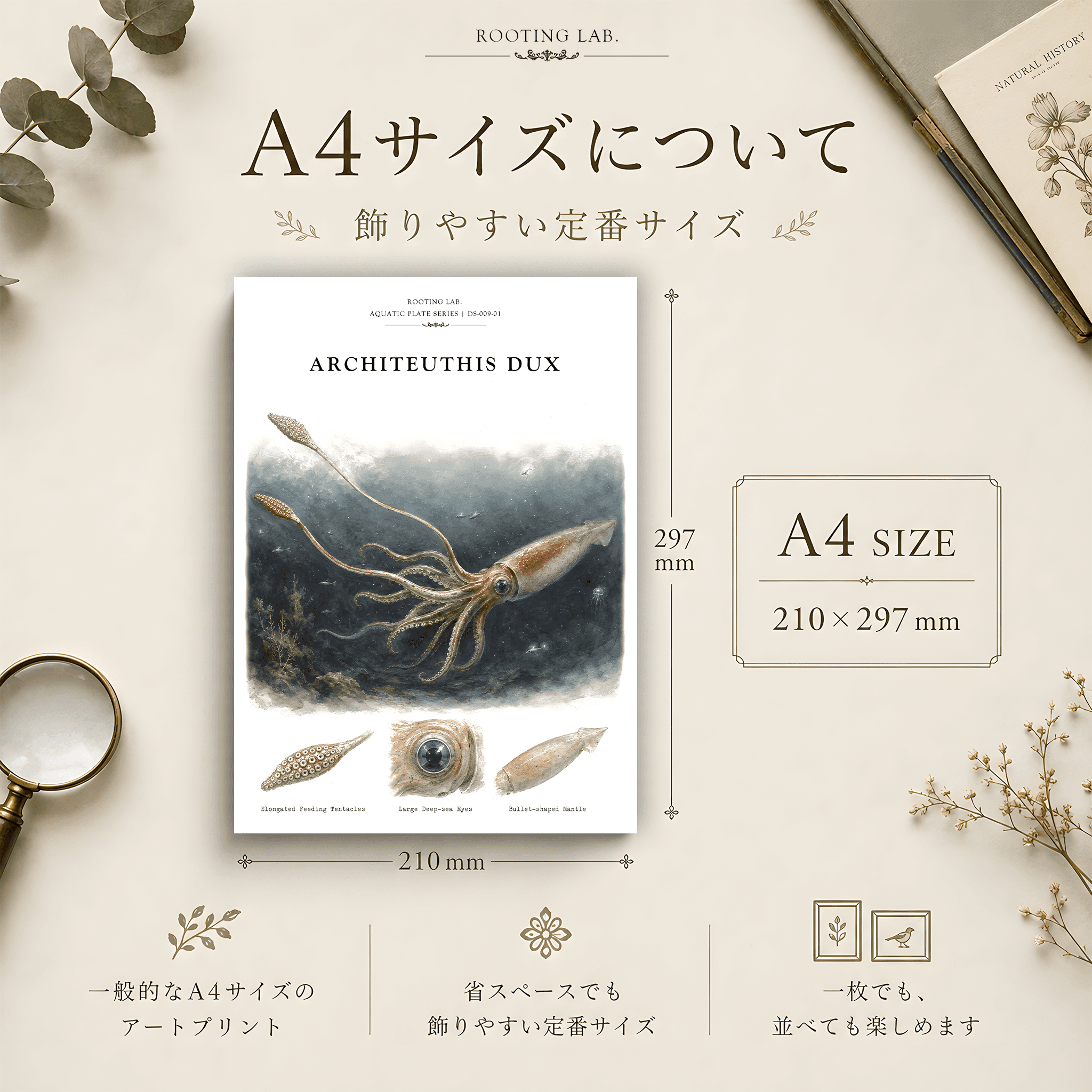 ダイオウイカ|A4ポスター|深海生物の図鑑風イラスト 自然史アート | 2枚目