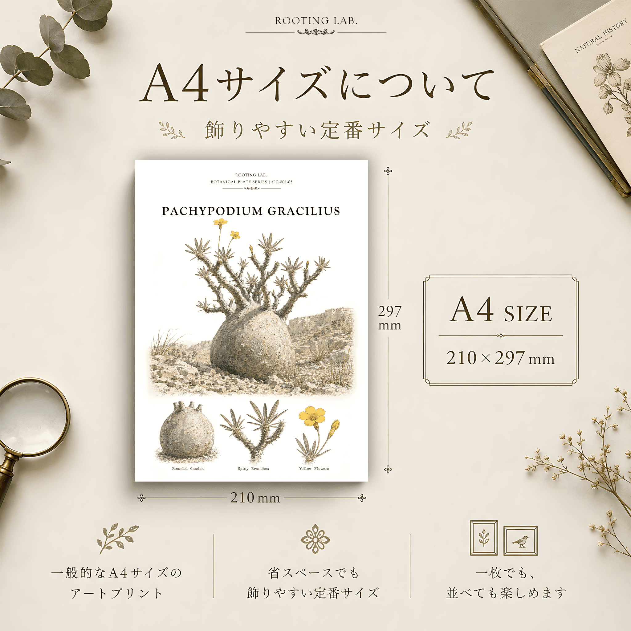パキポディウム グラキリス|A4ポスター|塊根植物の図鑑風イラスト 自然史アート | 2枚目
