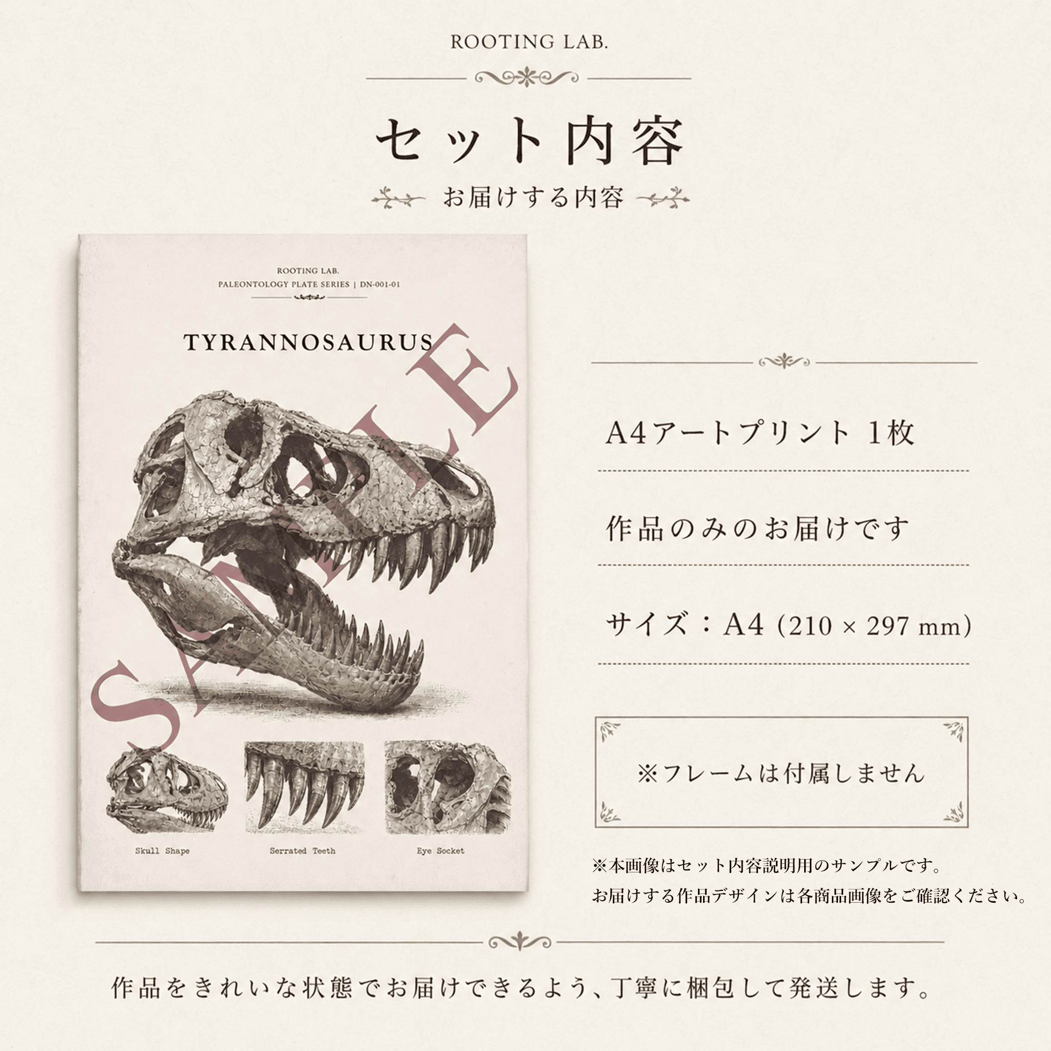 パキポディウム グラキリス|A4ポスター|塊根植物の図鑑風イラスト 自然史アート | 5枚目
