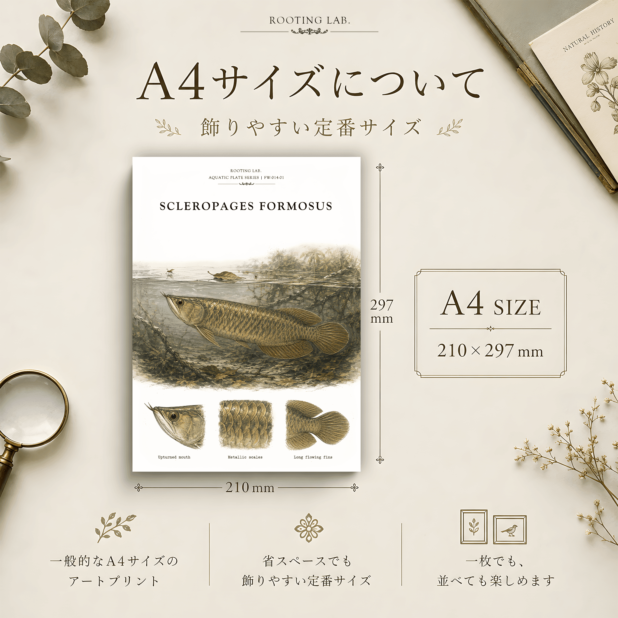 アジアアロワナ|A4ポスター|古代魚の図鑑風イラスト 自然史アート | 2枚目