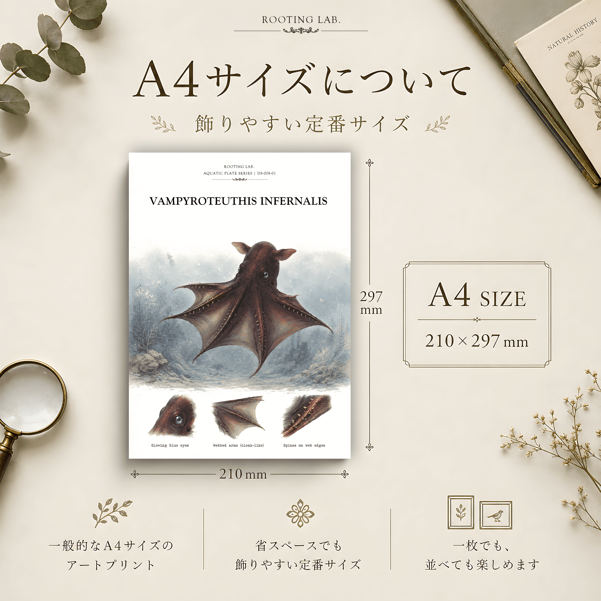 コウモリダコ|A4ポスター|深海生物の図鑑風イラスト 自然史アート | 2枚目
