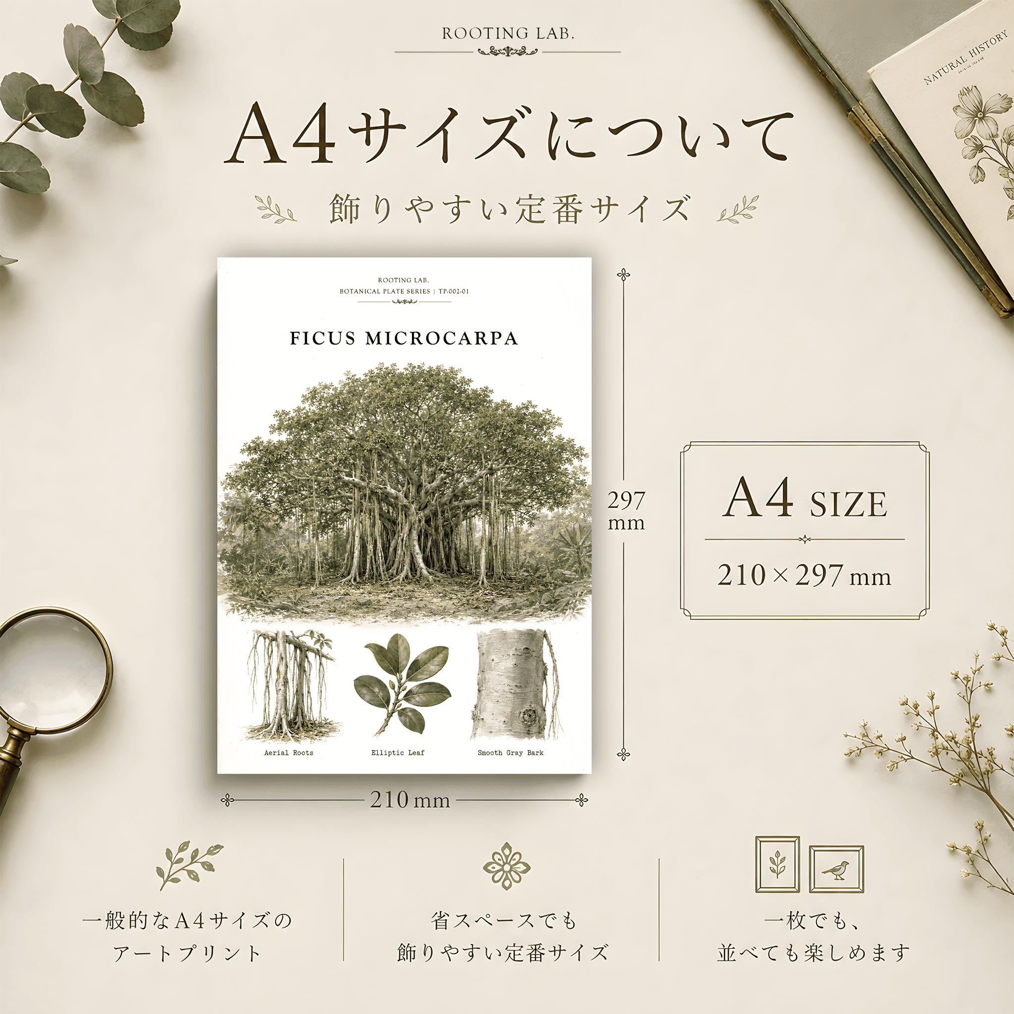 ガジュマル|A4ポスター|観葉植物の図鑑風イラスト 自然史アート | 2枚目