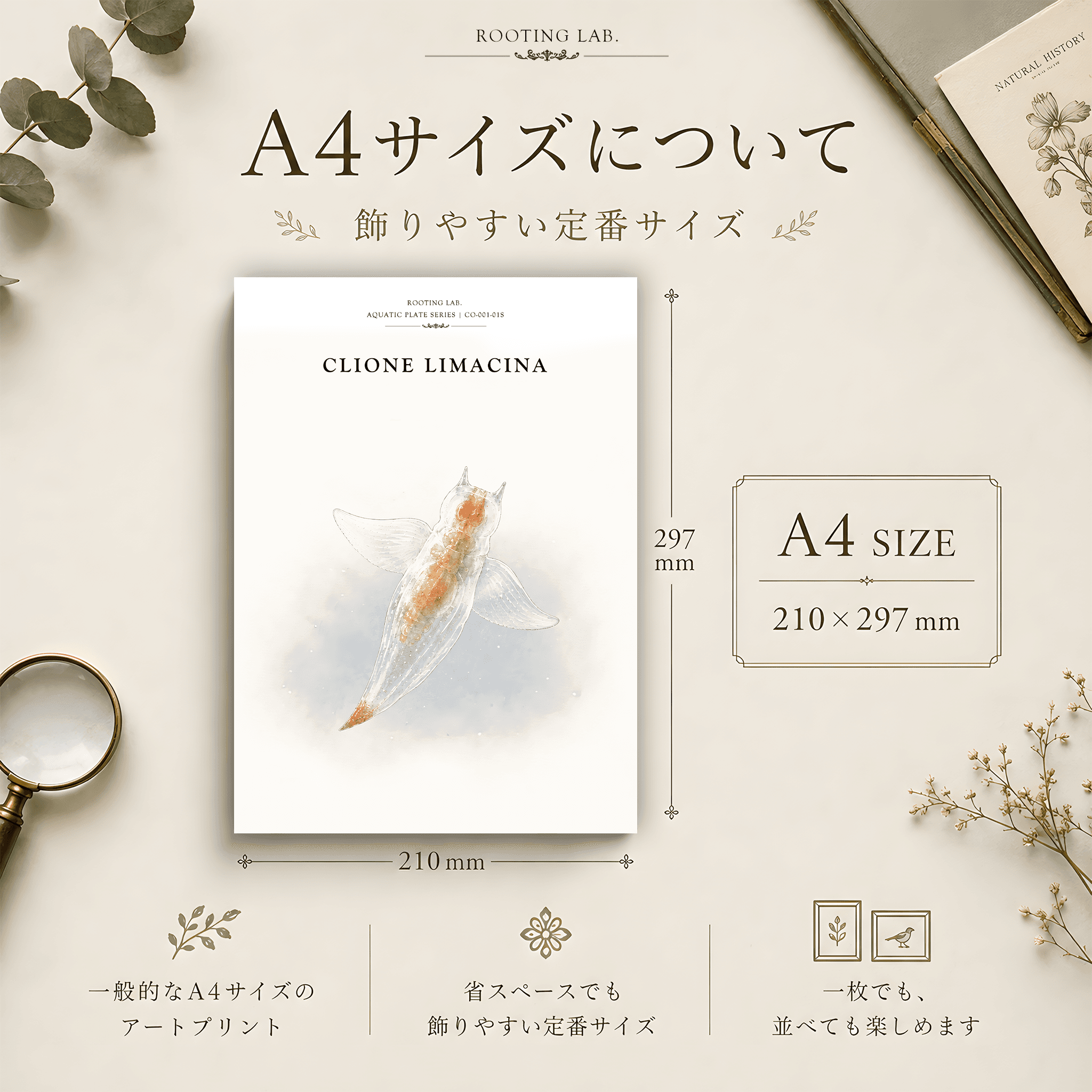 クリオネ ハダカカメガイ|A4ポスター|海洋生物の図鑑風イラスト 自然史アート | 2枚目