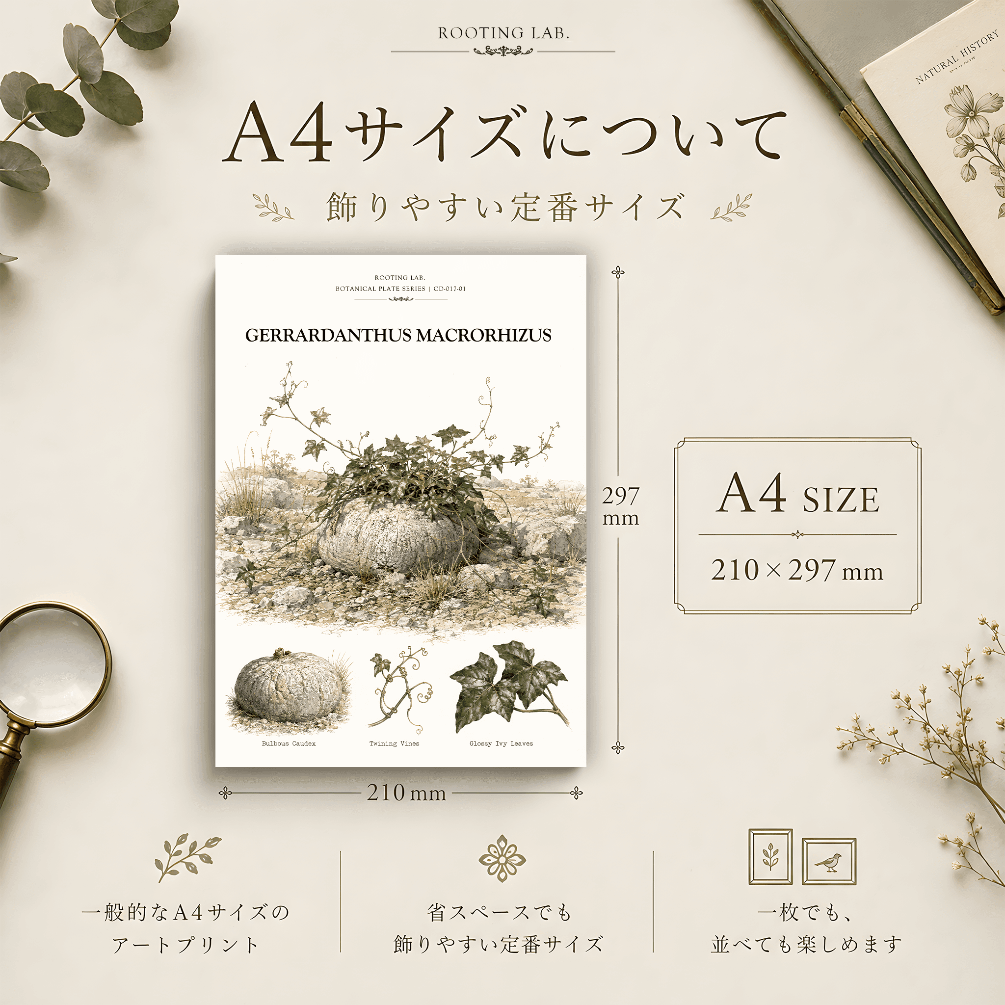 ゲラルダンサス マクロリザス|A4ポスター|塊根植物の図鑑風イラスト 自然史アート | 2枚目